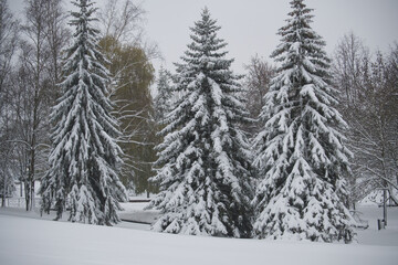 Snow-covered evergreen trees in a winter park landscape under a cloudy sky