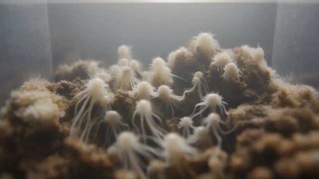 Captivating Coral Reef Ecosystem Thriving in a Controlled Environment.