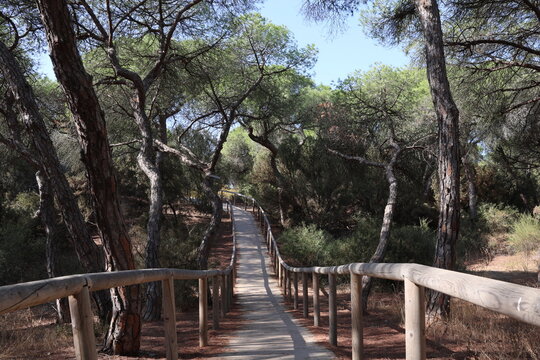 wooden bridge with walkway in the forest on a sunny day, 