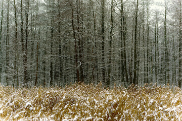 Zima nad rzeką Supraśl, Puszcza Knyszyńska