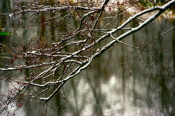 Zima nad rzeką Supraśl, Puszcza Knyszyńska