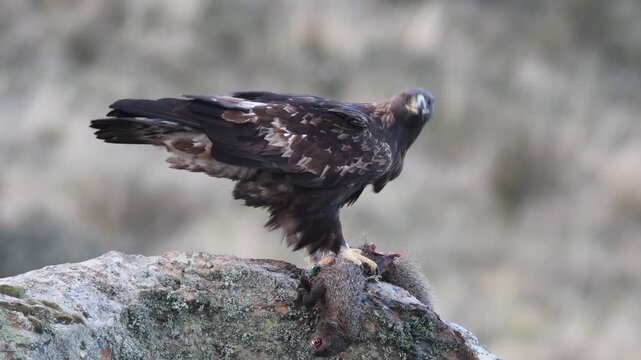 aguila real se come un meloncillo