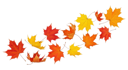 Autumn maple leaf swirl isolated on transparent background