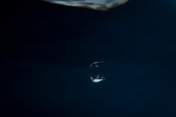 孵化して海を泳ぐアオウミガメの赤ちゃん　小笠原　東京都