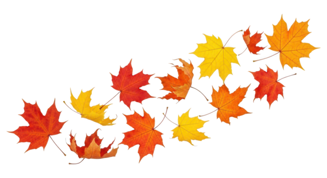Autumn maple leaf swirl isolated on transparent background