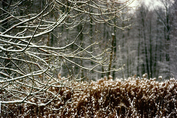 Zima nad rzeką Supraśl, Puszcza Knyszyńska