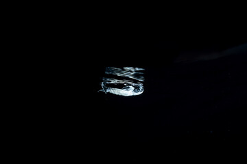 孵化して海を泳ぐアオウミガメの赤ちゃん　小笠原　東京都