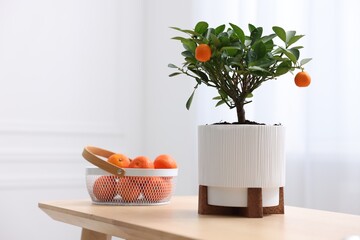 Potted tangerine tree and fresh fruits on wooden table indoors
