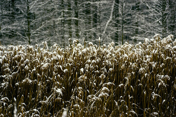 Zima nad rzeką Supraśl, Puszcza Knyszyńska