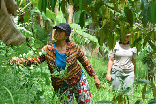 A mother trims thick gamal foliage with a sickle while her daughter searches for debris in the field.