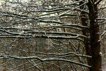 Zima nad rzeką Supraśl, Puszcza Knyszyńska