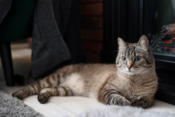 Cute cat resting near fireplace at home