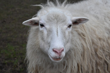 Cute White Sheep Looking Directly at Camera Close-up