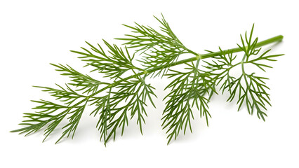 pine tree branch with green needles isolated on white background