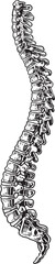 Human Spine Vintage Anatomy Vector Illustration Black and White
