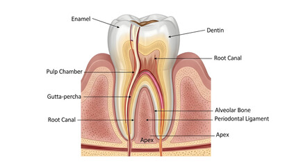 human heart anatomy illustration on white background