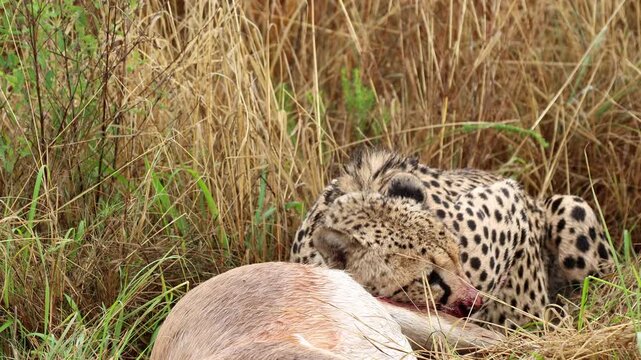 Bloodied muzzle of cheetah feeding on fresh antelope kill in tall grass, tele