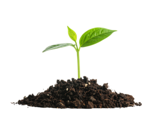 young plant sprouts growing from soil isolated on white background as transparent. PN  