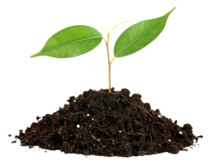 young plant sprouts growing from soil isolated on white background as transparent. PN  