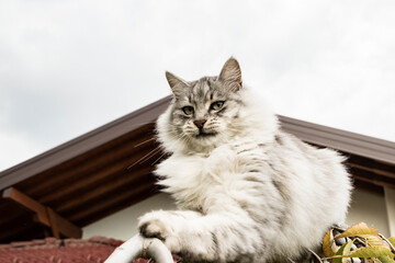 Fluffy gray cat climbing on tree branches outdoors during autumn, looking alert and curious in natural daylight