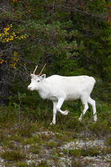 Rentier am Waldrand in Schwedisch-Lappland im Herbst