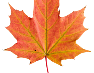 Firefly_Trio of Elegant Lotus Flowers in Various Stages of Bloom - Firefly_Vibrant autumn maple leaf on a black background