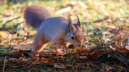 The Red Squirrel (Sciurus vulgaris), also called Eurasian Red Squirrel, playing in the sun at Pow Hill Country Park, Consett.