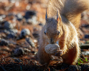The Red Squirrel (Sciurus vulgaris), also called Eurasian Red Squirrel, playing in the sun at Pow Hill Country Park, Consett.