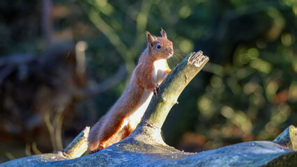 The Red Squirrel (Sciurus vulgaris), also called Eurasian Red Squirrel, playing in the sun at Pow Hill Country Park, Consett.