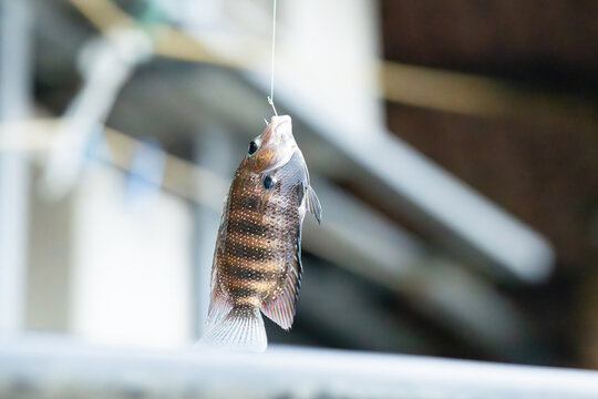 Fisherman caught pearl spot fish, Karimeen Pollichathu, traditional fishing hood at the backwaters of Alleppey, India