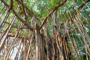 Obraz premium Banyan fig, ficus benghalensis, mangroves in India, tropical evergreen tree, large canopy coverage, aerial roots, monsoon and rainforests