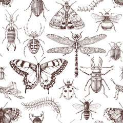 Insects hand drawn seamless pattern