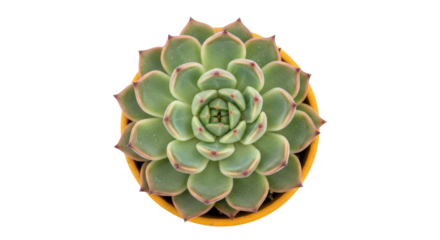 Echeveria succulent plant in yellow pot isolated PNG, top view of green rosette with red tips for botanical design