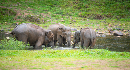 Indian elephants, wild herd taking a bath at waterhole, Anakulam near Munnar, wildlife of India, elephant family at a rainy day