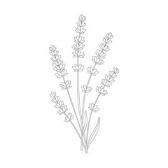 Fototapeta premium Illustration of elegant lavender flower illustration in vector format