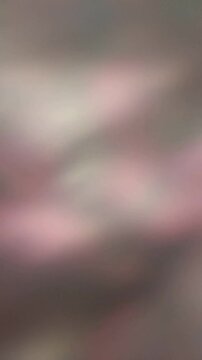 Una toma de cerca de un fondo abstracto de varios colores de planta  con un efecto borroso o  desenfoque en movimiento. Video vertical