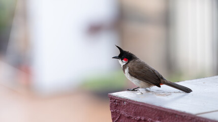 Red fronted bulbul bird sitting on a wall, Goa in South India, wildlife in urban environment, pycnonotus jocosus