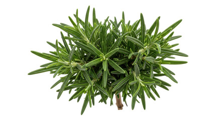 Fresh rosemary plant isolated PNG, aromatic herb with green needle-like leaves for cooking, seasoning, and culinary use on transparent background