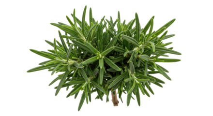 Fresh rosemary plant isolated PNG, aromatic herb with green needle-like leaves for cooking, seasoning, and culinary use on transparent background
