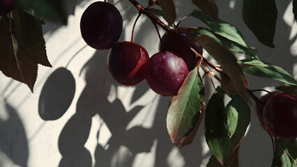 A plum casting dense bold shadows while leaves form repeating shadow patterns under harsh light