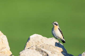 Wheatear Oenanthe oenanthe on Jagged Rock with Green Field
