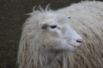 Close-up Profile Portrait of Fluffy White Sheep with Long Wool