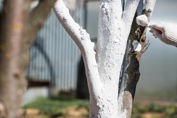 The trunk of a tree and the hand of a male gardener with a brush and whitewash, painting an apple...
