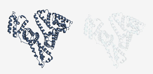 Albumin protein molecule. Human serum albumin (HSA) 3D ribbon cartoon structural model in two color styles on white background. 3D rendering. Illustration
