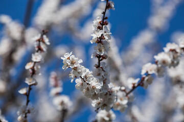 Apricot blossom in spring. Floral background with beautiful bokeh. Close-up. Copy space for text.