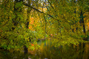 Vibrant Autumn Foliage Overhanging a Calm River