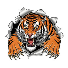 tiger on a white background