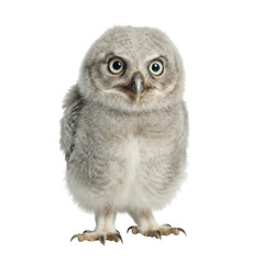 Naklejka premium Adorable young owl standing on transparent backdrop