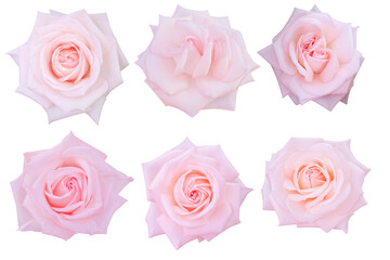 Pastel pink petals bloom wide in this soft-focus image, perfect for creating a gentle and romantic background..background.Photo with clipping path.