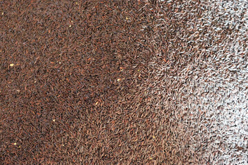 Fennel seeds close up bulk texture macro